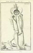 Lib. IV, Tabula XXXVI, Lib. IV, Adriani Spigelii Bruxellensis equitis D. Marci, olim in Patavino gymnasio anatomiae
