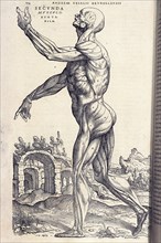 Page 174, Andreae Vesalii Brvxellensis, Scholae medicorum Patauinae professoris, De humani corporis fabrica libri septem, Calcar