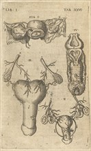 Lib. I. Tab. XXVI. Caspari Bauhini Basileensis Theatrvm anatomicum: novis figuris oeneis illustratum et in lucem emissum opera