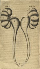 Fig. I. Fig. II. Caspari Bauhini Basileensis Theatrvm anatomicum: novis figuris oeneis illustratum et in lucem emissum opera