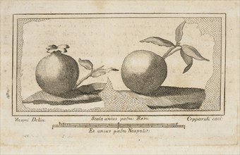 Fruit, Delle antichità di Ercolano, Baiardi, Ottavio Antonio, 1694-1764, Engraving, 1757-1792, Plate 11 in volume 2, page 64