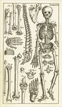 Tab. LXVI, Steph. Blancardi Anatomia reformata, sive, Concinna corporis humani dissectio, ad neotericorum mentem adornata