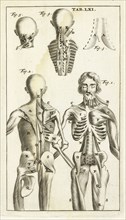 Tab. LXI, Steph. Blancardi Anatomia reformata, sive, Concinna corporis humani dissectio, ad neotericorum mentem adornata