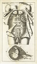 Tab. LIX, Steph. Blancardi Anatomia reformata, sive, Concinna corporis humani dissectio, ad neotericorum mentem adornata