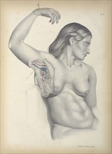 Pl. 14, Surgical anatomy, Maclise, Joseph, Lithography, 1851, Colored lithograph. Maclise is the author and illustrator