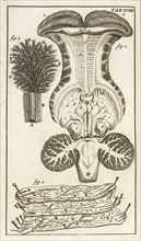 Tab. XVIII, Steph. Blancardi Anatomia reformata, sive, Concinna corporis humani dissectio, ad neotericorum mentem adornata