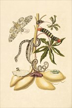 Branch of a cassava, Manihot esculenta, with rustic sphinx, Manduca rustica, larva and pupa of tetrio sphinx Pseudosphinx