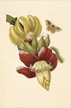 Banana tree flower, Musa paradisiaca, with io moth, Automeris liberia, Maria Sybilla Meriaen Over de voortteeling