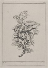 Plate C19 from the Livre de légumes inventées et dessinées par J. Me.r, Chedel, Pierre Quentin, 1705-1763, Huquier, Gabriel