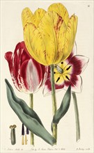 Pubescent-stalked tulip, The British flower garden, Smith, E. Dalton, Sweet, Robert, 1783-1835, Engraving, between 1823 and 1829