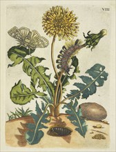 Paardebloem, De Europische insecten, Merian, Maria Sibylla, 1647-1717, Transfer print, hand-colored, 1730, Dandelion