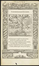 In momentaneam felicitatem, Emblemata, Alciati, Andrea, 1492-1550, Unknown, Woodcut, 1551