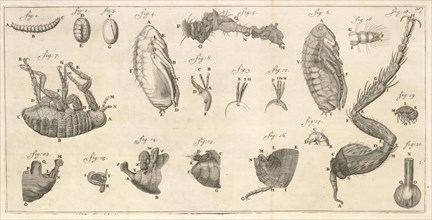 Microscopic images of a flea and flea larvae, Arcana naturae detecta, Leeuwenhoek, Antoni va, 1632-1723, Copper engraving, 1695