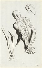 Anatomical diagram showing back and arm muscles, L'anatomia dei pittori del signore Carlo Cesio, das ist, Deutliche Anweisung
