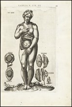 Female figure with reproductive organs, Vivae imagines partivm corporis hvmani aereis formis expressae, Vesalius, Andreas, 1514