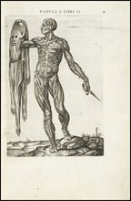 Male figure with skin removed, Vivae imagines partivm corporis hvmani aereis formis expressae, Vesalius, Andreas, 1514-1564