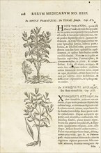 Page 108, Rervm medicarvm Novae Hispaniae thesavrvs sev Plantarvm animalivm mineralivm mexicanorvm historia, Hernández