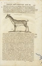 Page 325, Rervm medicarvm Novae Hispaniae thesavrvs sev Plantarvm animalivm mineralivm mexicanorvm historia, Hernández