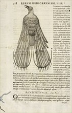 Page 318, Rervm medicarvm Novae Hispaniae thesavrvs sev Plantarvm animalivm mineralivm mexicanorvm historia, Hernández