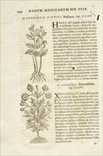 Page 240, Rervm medicarvm Novae Hispaniae thesavrvs sev Plantarvm animalivm mineralivm mexicanorvm historia, Hernández