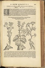 With ill. of birds' heads, Phytognomonica Io. Baptistae Portae Neap., octo libris contenta: in quibus noua, facillimaque