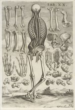 Plate 20, Tabulæ anatomicæ, Petrioli, Gaetano, Pietro, da Cortona, 1596-1669, Engraving, 1741