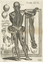 Plate 19, Tabulæ anatomicæ, Petrioli, Gaetano, Pietro, da Cortona, 1596-1669, Engraving, 1741