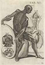 Plate 11, Tabulæ anatomicæ, Petrioli, Gaetano, Pietro, da Cortona, 1596-1669, Engraving, 1741