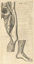 Arteries of the Leg, Caspari Bauhini Basileensis Theatrvm anatomicum: novis figuris oeneis illustratum et in lucem emissum opera