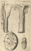 Dissection View of Uterus and Fallopian Tube, Caspari Bauhini Basileensis Theatrum anatomicum: novis figuris oeneis illustratum