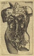 Dissection of a Male Torso, Caspari Bauhini Basileensis Theatrvm anatomicum: novis figuris oeneis illustratum et in lucem