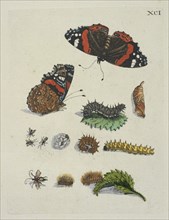 Brandenetelbladeren, De Europische insecten, Merian, Maria Sibylla, 1647-1717, Engraving, hand-colored, 1730