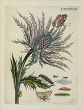 Veld-kruis-diftel, De Europische insecten, Merian, Maria Sibylla, 1647-1717, Engraving, hand-colored, 1730