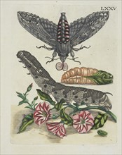 Rozenkoleurde Akkerwinde, De Europische insecten, Merian, Maria Sibylla, 1647-1717, Engraving, hand-colored, 1730