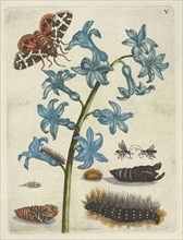 Hyacinth, De Europische insecten, Merian, Maria Sibylla, 1647-1717, Engraving, hand-colored, 1730