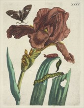 Irias, De Europische insecten, Merian, Maria Sibylla, 1647-1717, Engraving, hand-colored, 1730