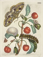 Krieken, De Europische insecten, Merian, Maria Sibylla, 1647-1717, Engraving, hand-colored, 1730