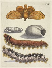 Wonderbare Rupsen, De Europische insecten, Merian, Maria Sibylla, 1647-1717, Engraving, hand-colored, 1730