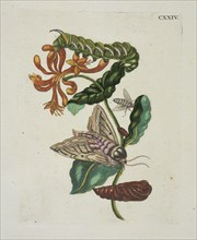Kamper-foely, of Capri folie, De Europische insecten, Merian, Maria Sibylla, 1647-1717, Engraving, hand-colored, 1730