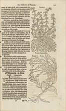 Illustrations and text on acinos and forte ocimoides, A nievve herball, or historie of plantes, Dodoens, Rembert, 1517-1585