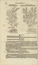 Illustrations and text on ocimum maius and ocimum minus, A nievve herball, or historie of plantes, Dodoens, Rembert, 1517-1585