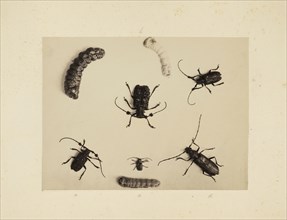 Beetle study, Studies of Indian insects, Saché, John Edward, Albumen