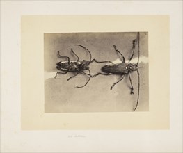 Two beetles, Studies of Indian insects, Saché, John Edward, Albumen