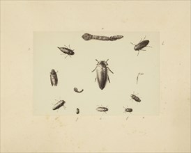 Beetle study, Studies of Indian insects, Saché, John Edward, Albumen