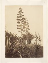 Aloes, Views and peoples of Algeria, Albumen, ca. 1867-1868