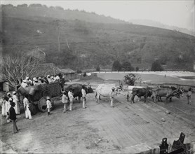 Going to work at the coffee plantation, Ferrez, Marc, 1843-1923, Photograph, ca. 1888