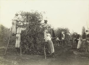 Picking coffee beans, Ferrez, Marc, 1843-1923, Photograph, ca. 1890