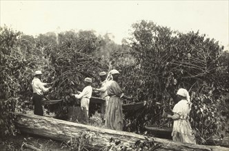 Picking coffee beans, photograph of nineteenth-century Brazil, Ferrez, Marc, 1843-1923, ca. 1885