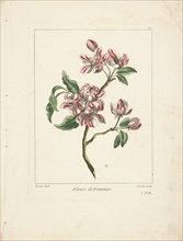 Fleurs de pommier, Caillou, Marguerite, d. 1755, Chevillet, Juste, 1729-1802, Tessier, Louis, Engraving, hand-colored