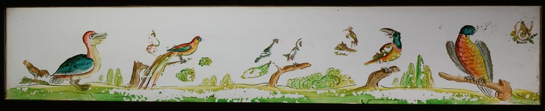 Hand-painted glass lantern plate in wooden frame, with bird species, slide slide slideshoot images glass wood, Hand-painted